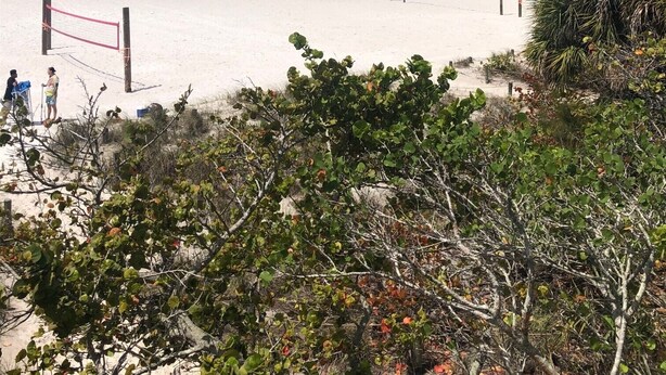 A beach with volleyball nets and people playing, surrounded by greenery. - Walk to Siesta Key Beach. 1 BR condo on ground floor, steps away from the pool (Sarasota)