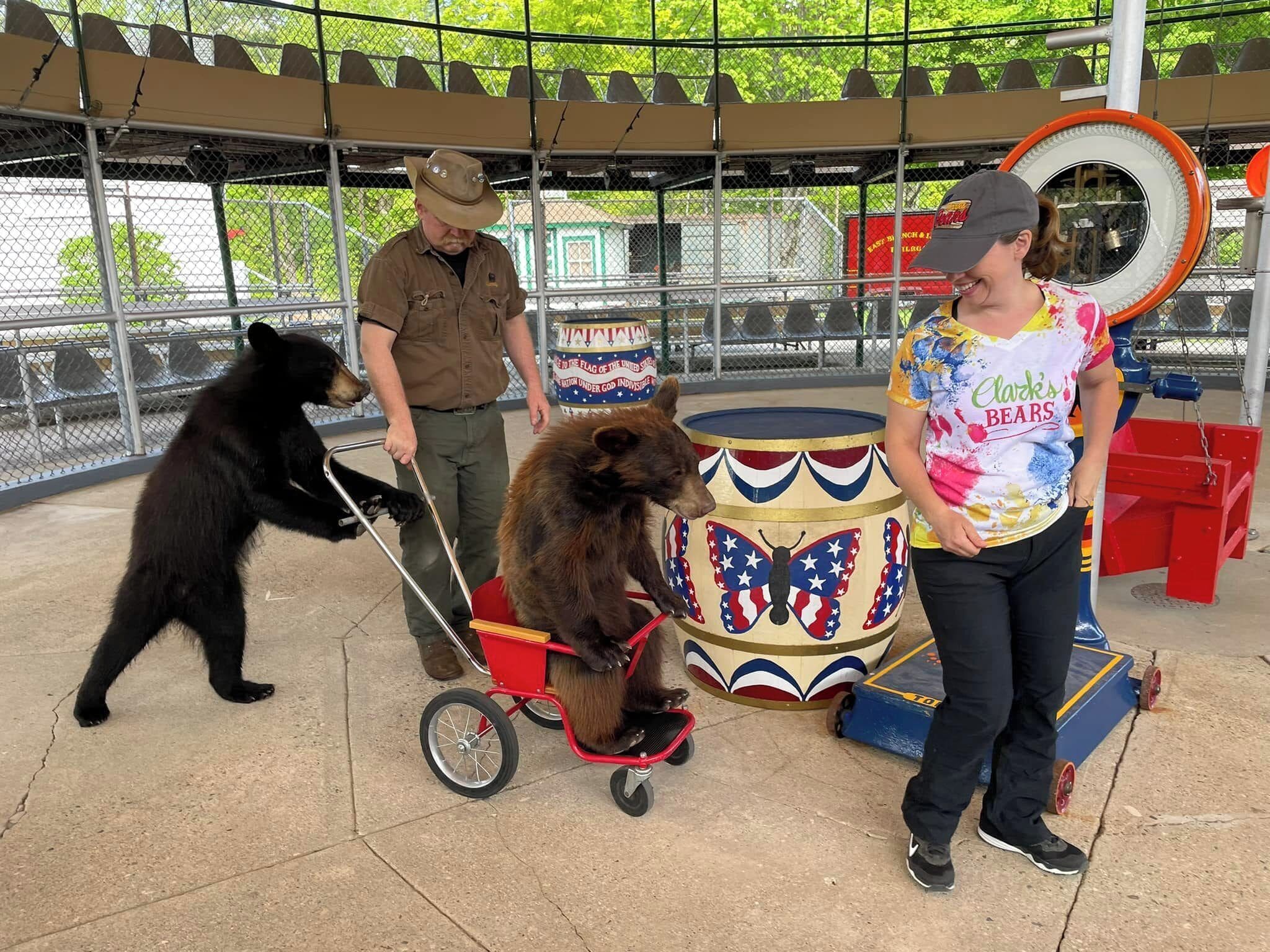 A bear in a red cart with a decorative drum nearby.