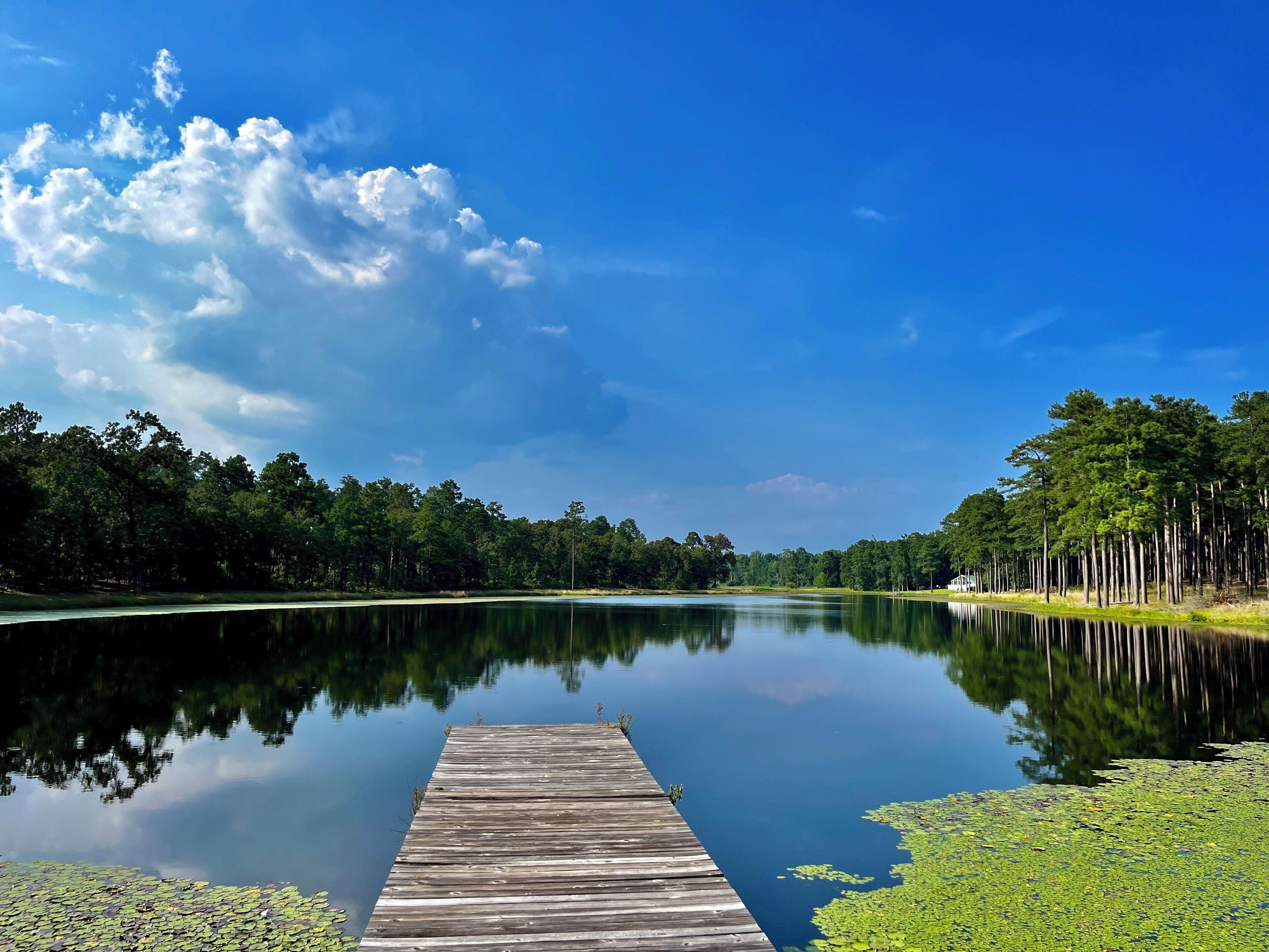 Een rustig meer met een houten steiger die in het water reikt, omgeven door dichte bomen en een heldere blauwe lucht.