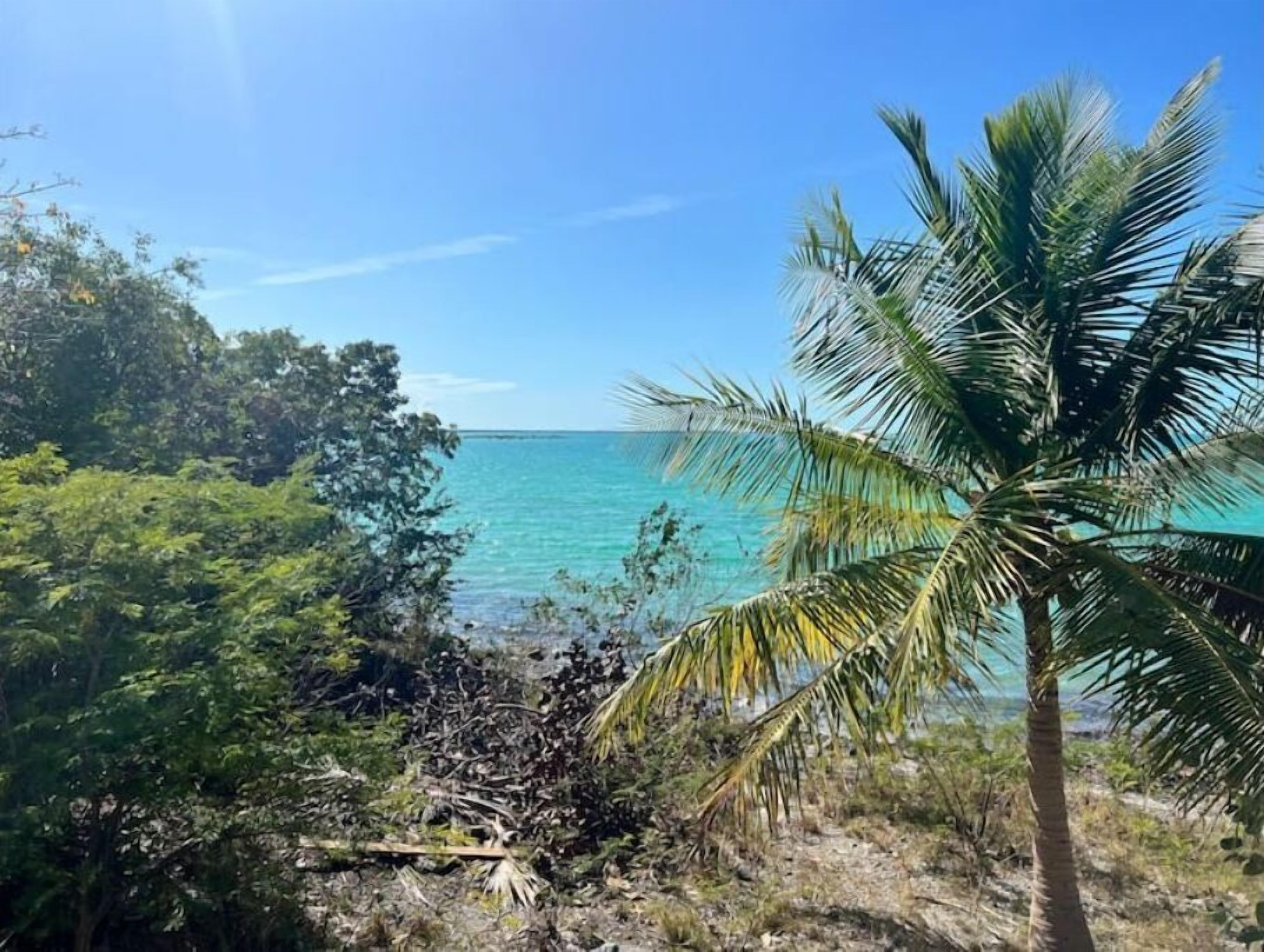 A coastal landscape with a clear view of the ocean, dense greenery, and a palm tree.