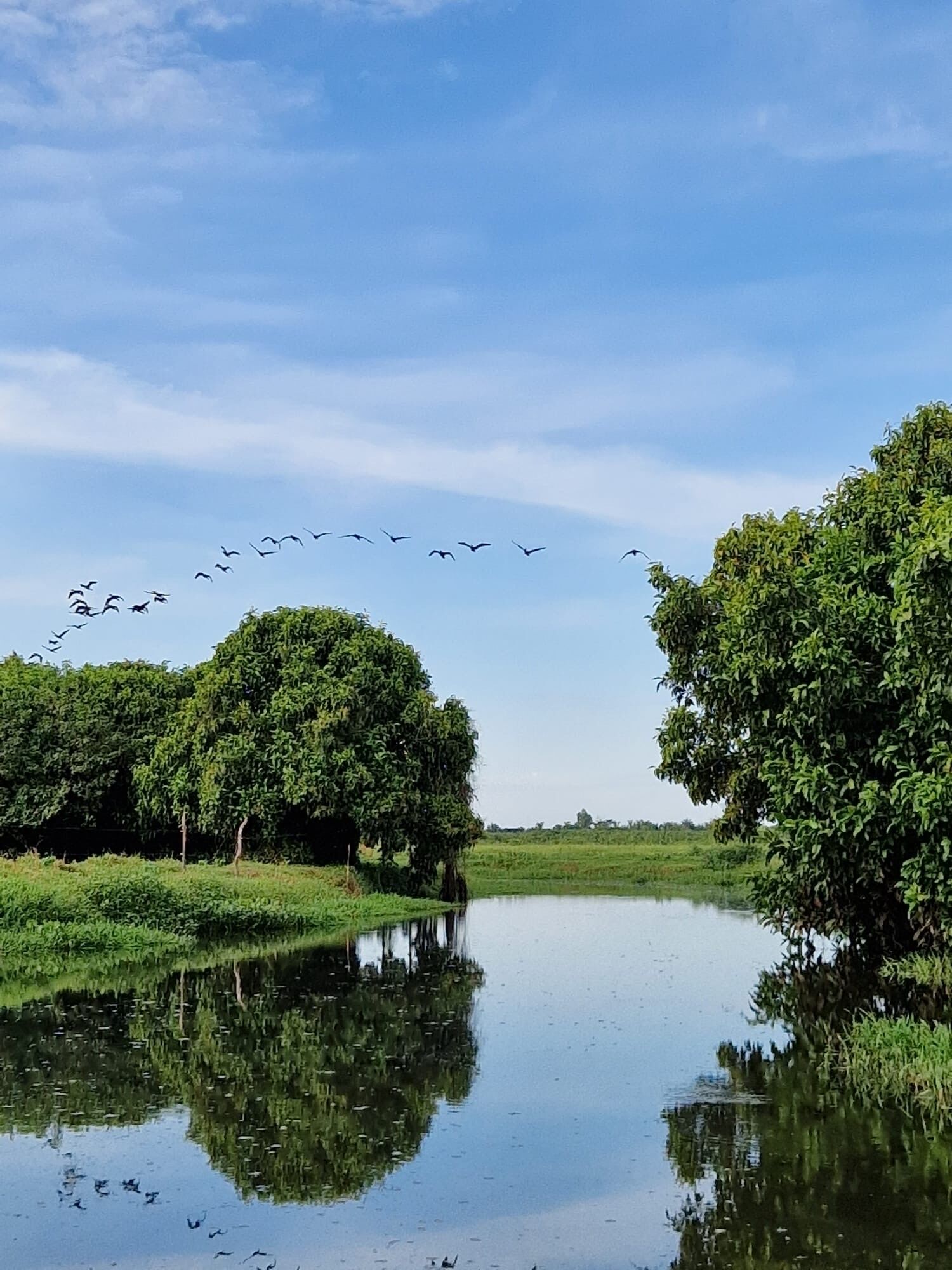 Een rustige rivier met bomen aan beide oevers en een vogelzwerm die eroverheen vliegt.