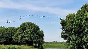 Een rustige rivier met bomen aan beide oevers en een vogelzwerm die eroverheen vliegt.