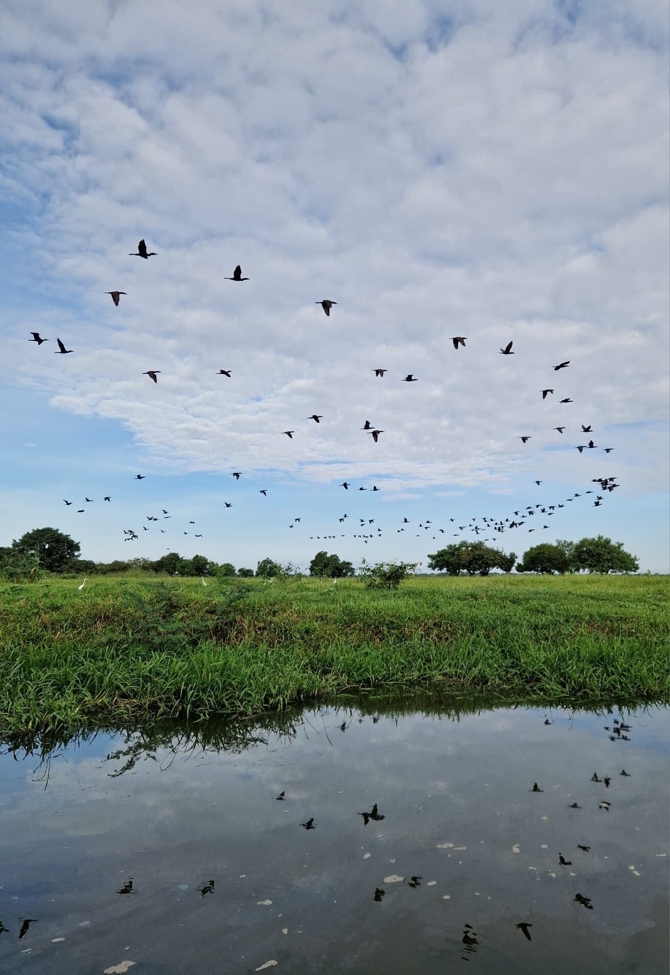 Paisaje natural con una masa de agua que refleja aves en vuelo, rodeado de follaje y árboles.