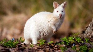 Un canguro blanco sobre un suelo cubierto de hojas secas y plantas verdes pequeñas.