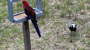 Een vogelvoerder met een rode vogel die erop zit, omringd door gras.