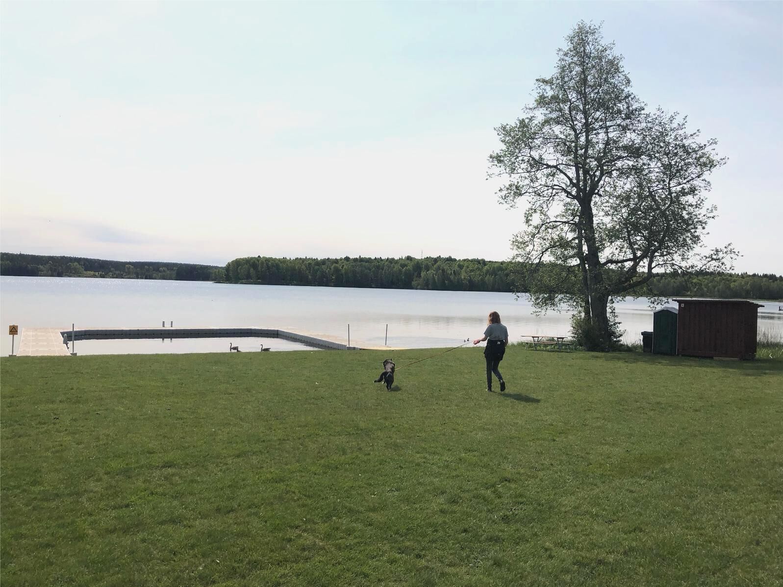A grassy field with a dock extending into a calm lake, surrounded by trees and a small shed.