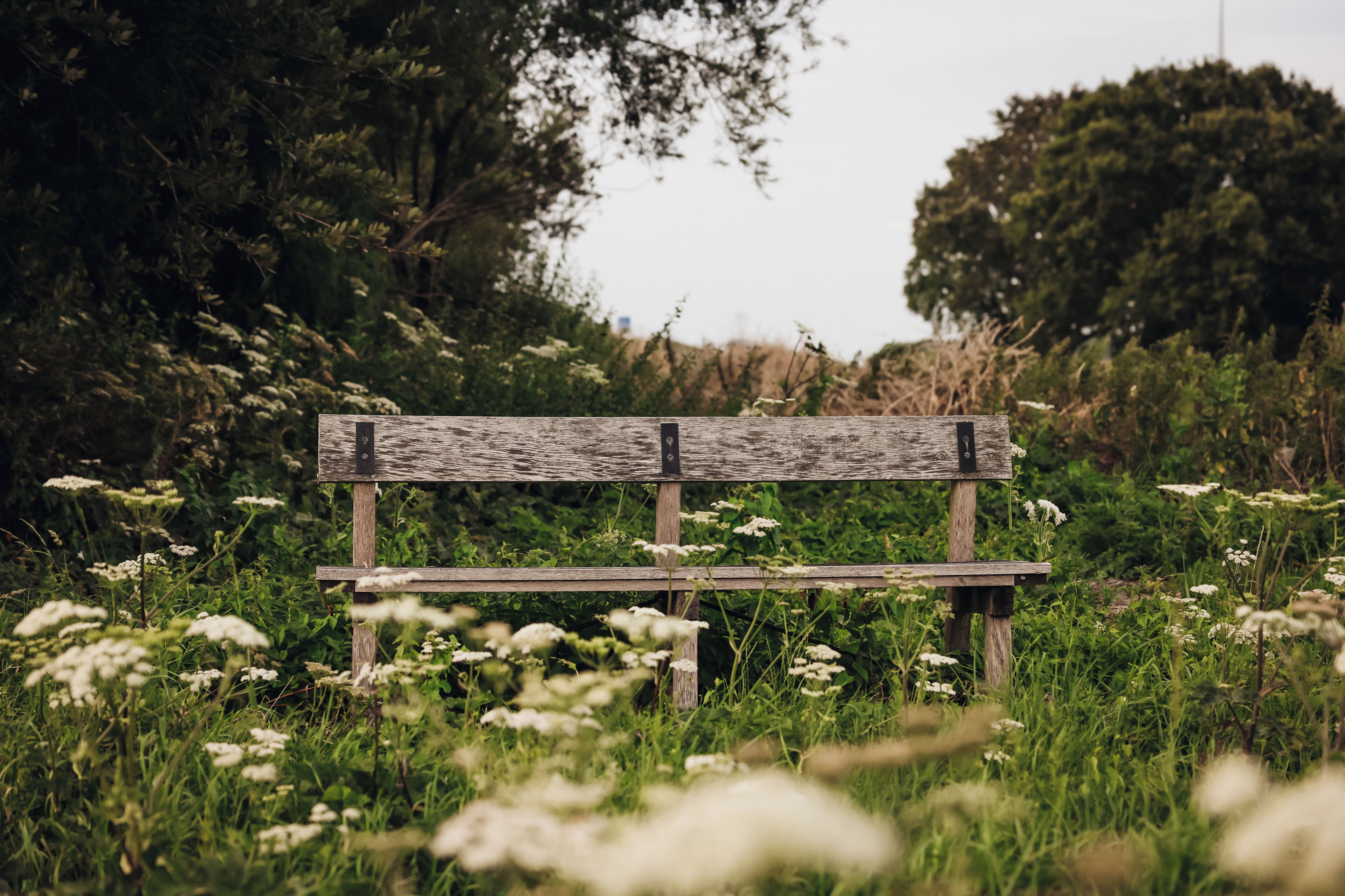 A wooden bench in a grassy area with wildflowers.