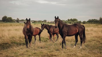 Un groupe de chevaux dans un champ, avec un bâtiment en arrière-plan.