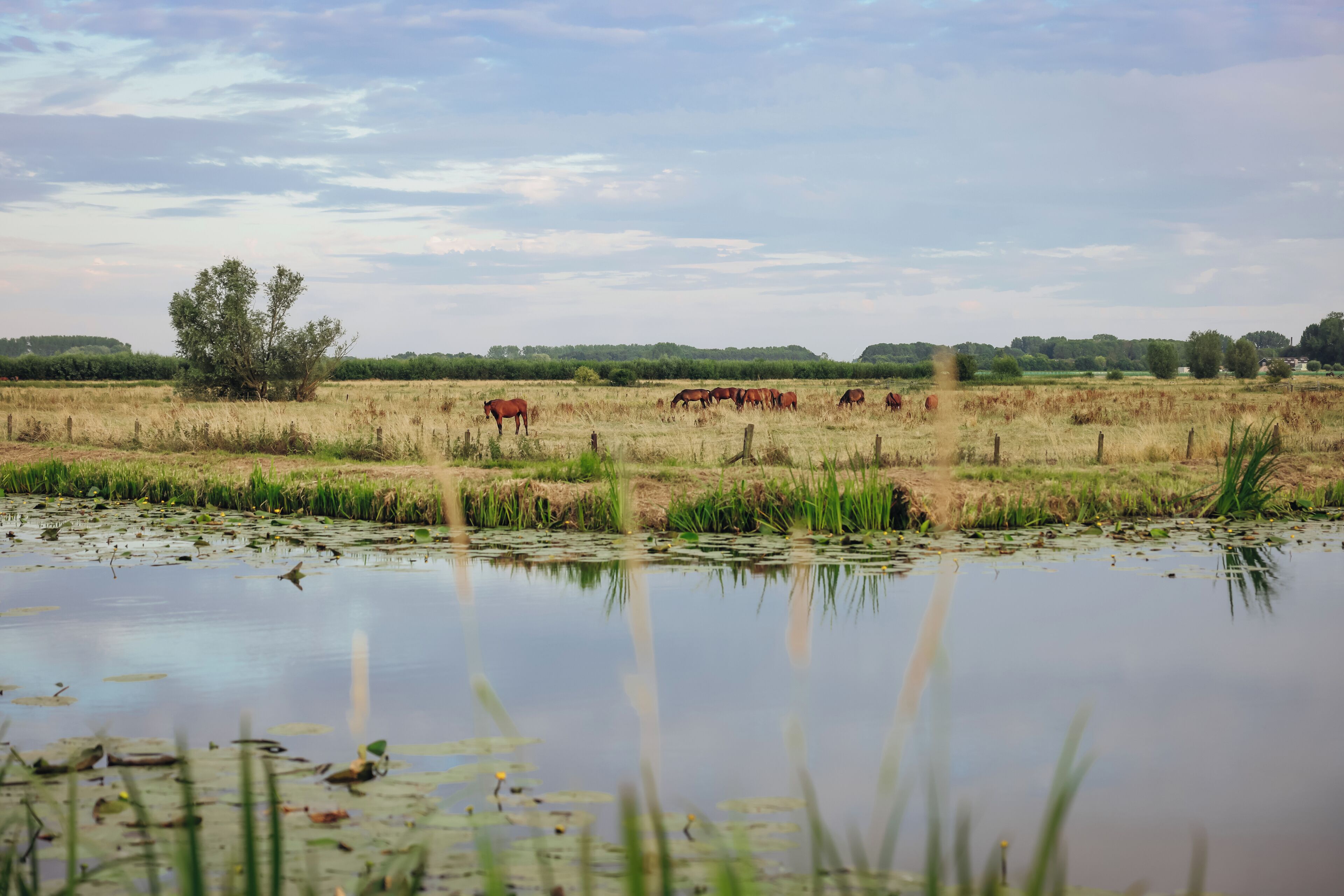 A serene landscape with a pond reflecting the sky and trees, surrounded by a field with horses grazing.