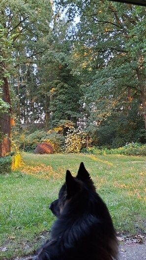 Een hond in een tuin met weelderige begroeiing en een houten hek.