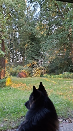 Property grounds. Pure nature, horse farm, forest property