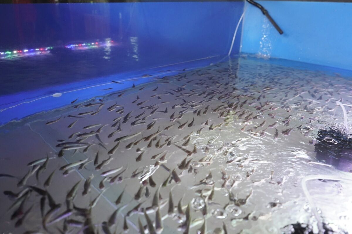 A fish tank with numerous small fish swimming inside.