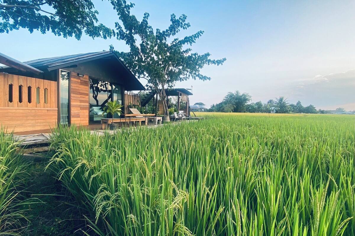 Uma casa moderna com fachada de madeira, uma área de estar coberta ao ar livre e um campo de arroz verdejante em primeiro plano.