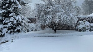 Un giardino innevato con alberi e un siepe.