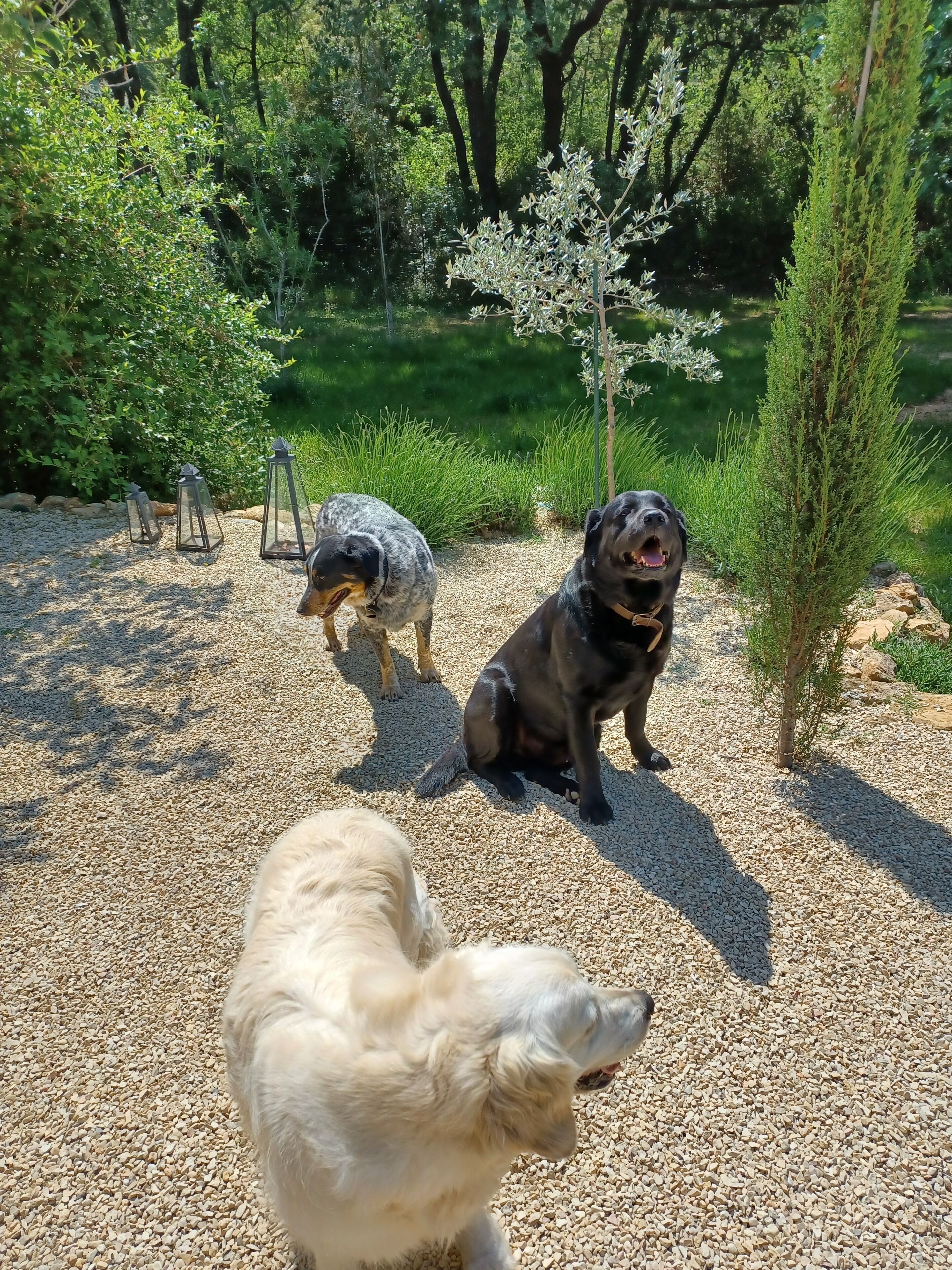 Trois chiens se trouvent dans un espace recouvert de gravier, avec des arbres et de la végétation en arrière-plan.