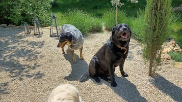Trois chiens se trouvent dans un espace recouvert de gravier, avec des arbres et de la végétation en arrière-plan.