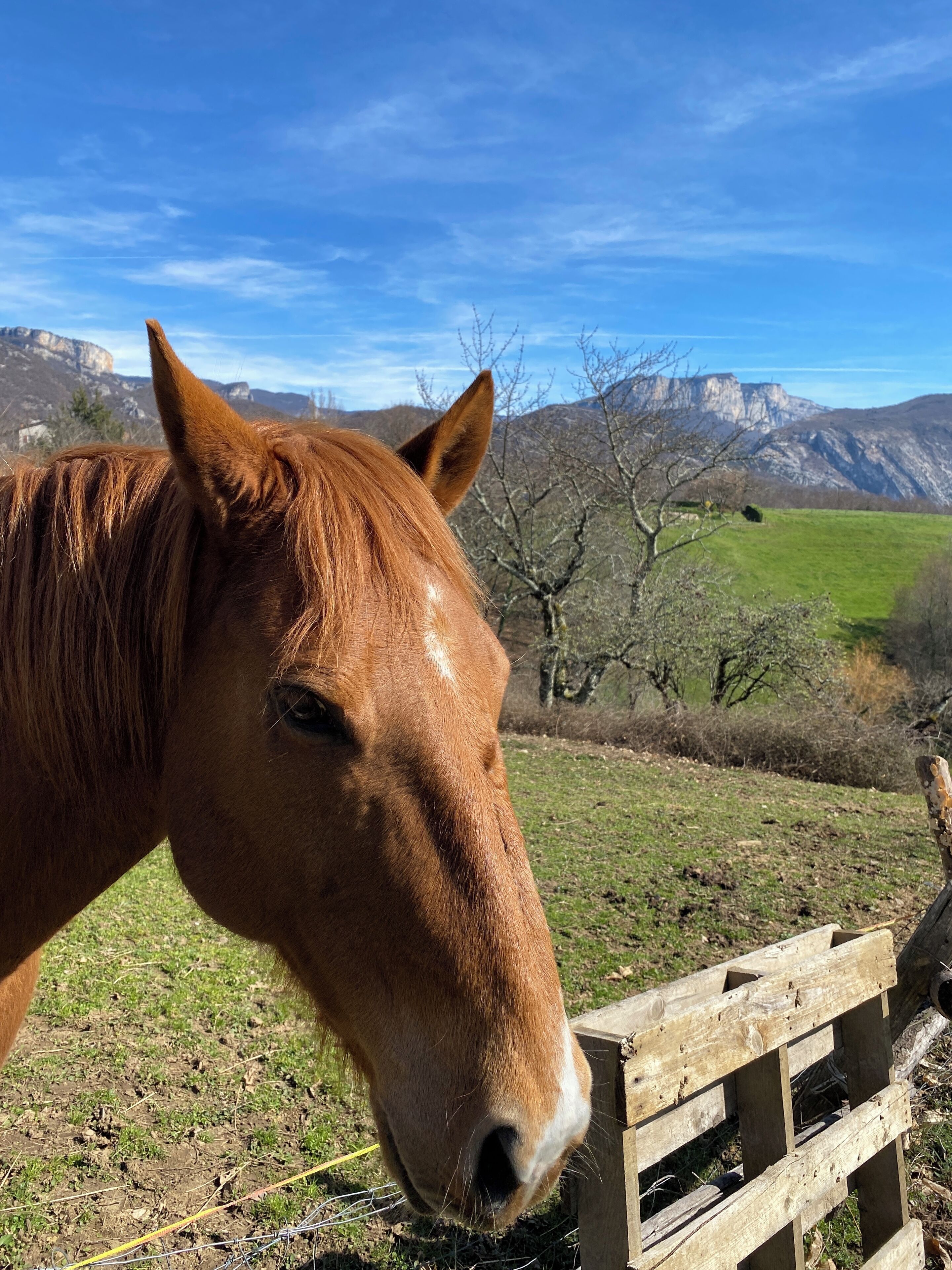 A horse near a wooden fence with a mountainous landscape in the background.