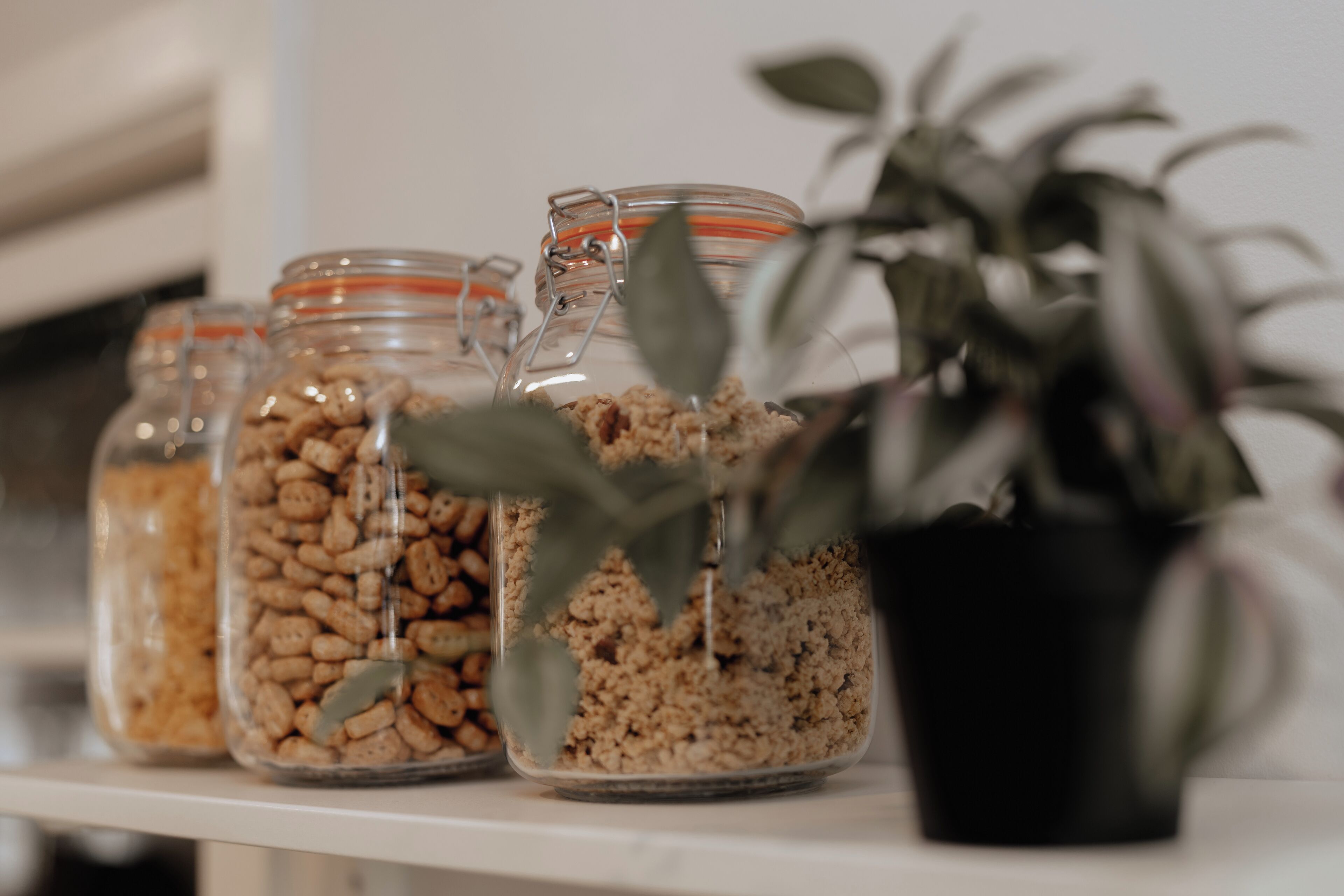 Four glass jars with metal lids containing various grains and seeds on a shelf.