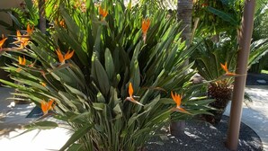 A garden area with a plant featuring orange flowers, surrounded by greenery and a shaded structure. - Lexotique Cottage (Solliès-Pont)