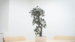 A potted plant on a wooden table in a room with white walls. - Apartment Sol "Ferrol". (Ferrol)