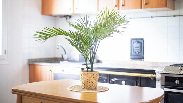 A kitchen with wooden cabinets, a countertop, and a potted plant on a round table. - House O Carteiro "Cedeira". (Cedeira)