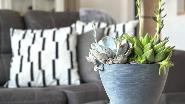 A living room with a grey sofa, a patterned throw pillow, and a potted plant on a glass table.
