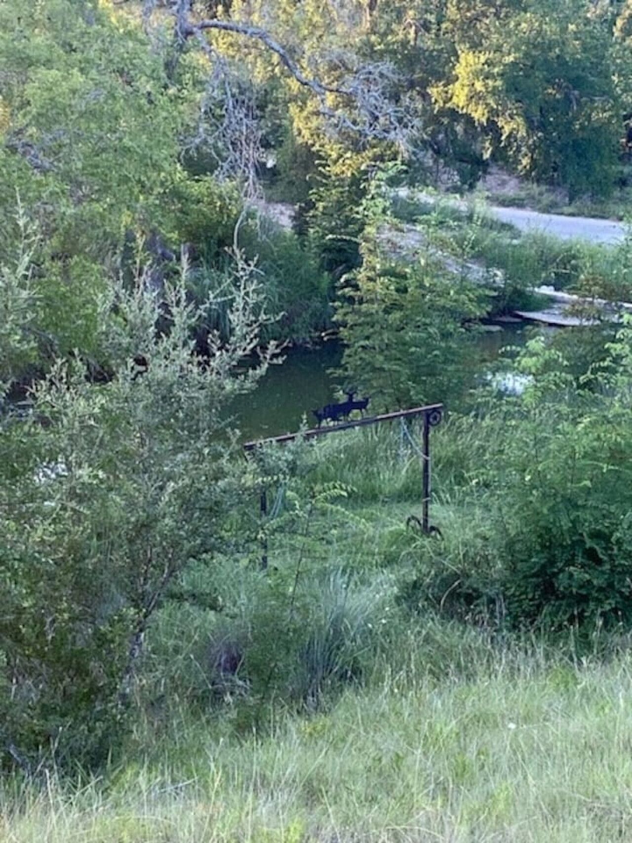 A natural landscape with dense greenery and a small water body.