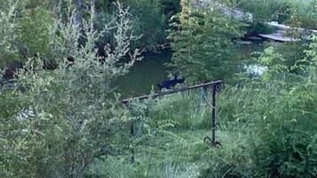 A natural landscape with dense greenery and a small water body.