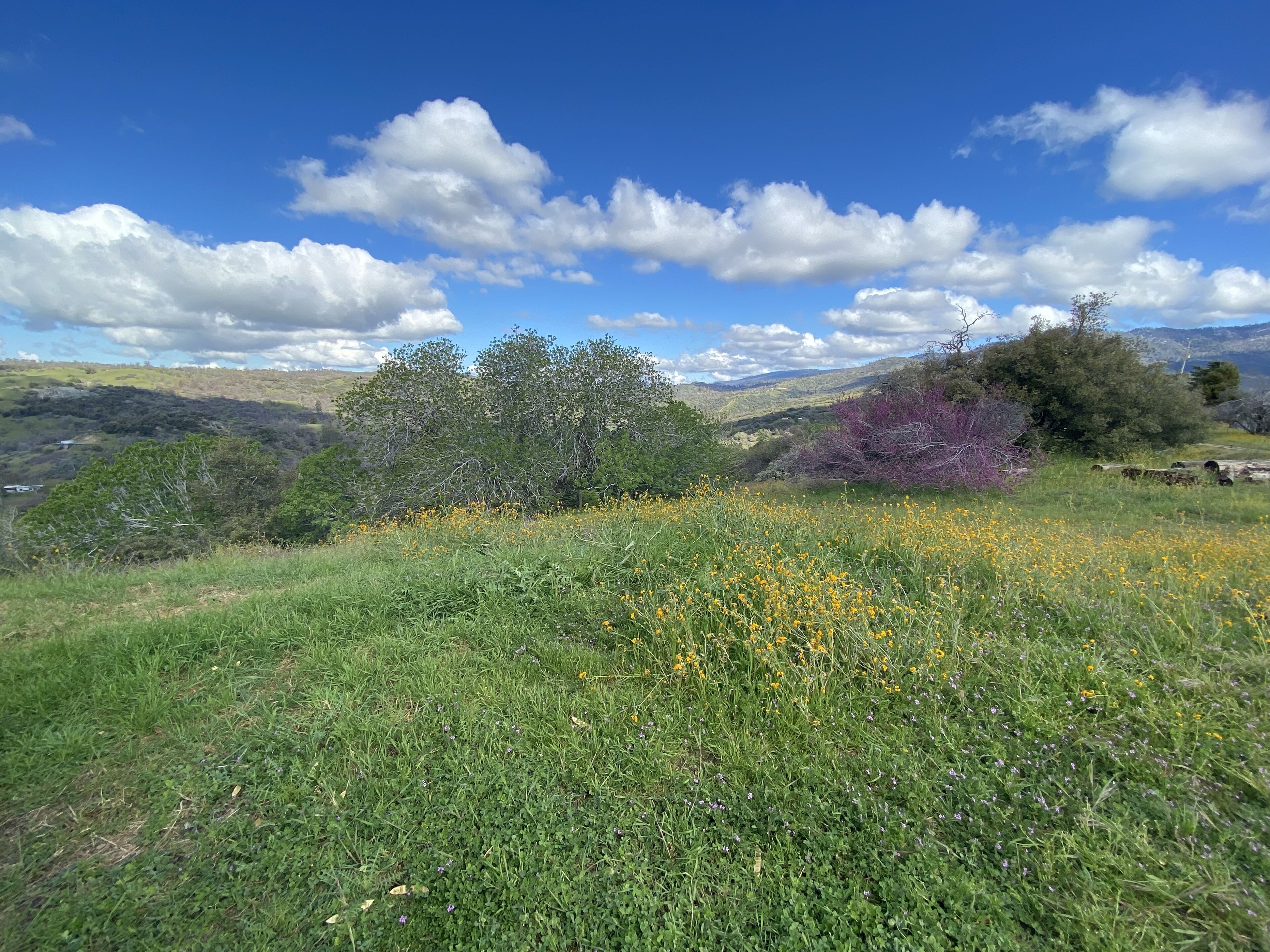 Un camp herbaci amb flors silvestres i arbres, un cel blau clar, i turons allunyats.