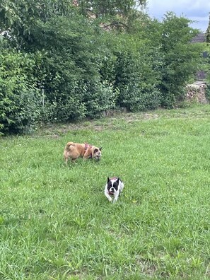 Property grounds - Chic vacation and fitter's apartment 53 sqm Philippsburg (Philippsburg)