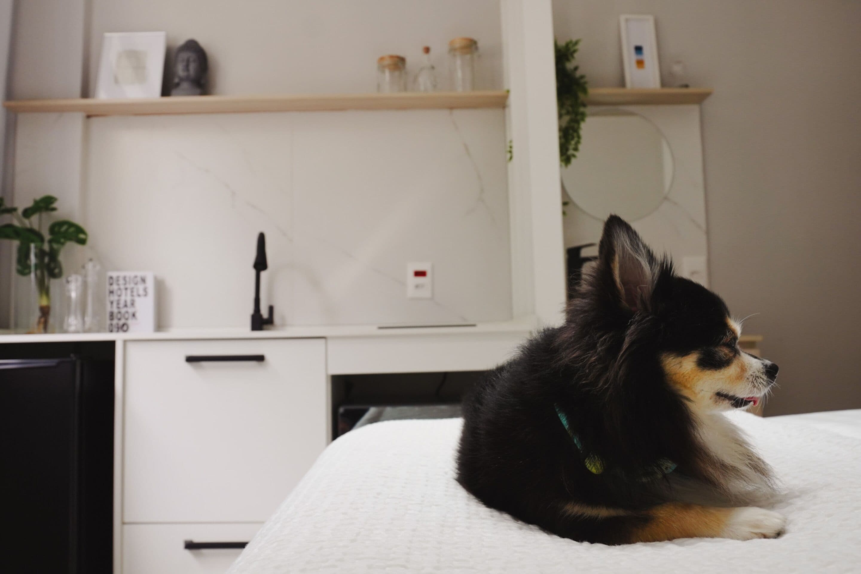 Un cane sdraiato su un letto in una stanza con una scrivania bianca, uno scaffale con oggetti decorativi e una pianta.