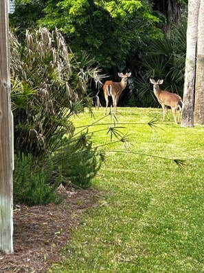 Escape to a serene garden oasis, surrounded by lush greenery and wildlife.