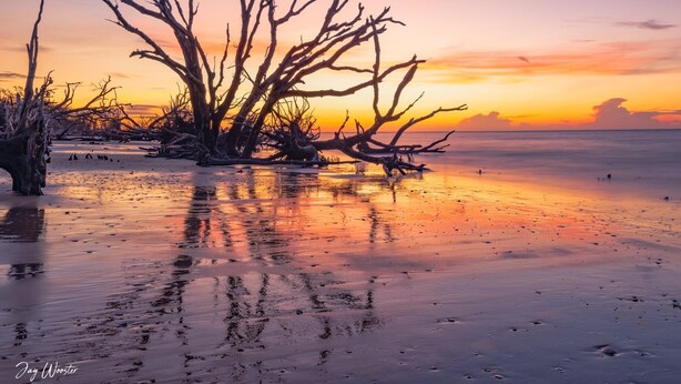 Une scène de plage avec un arbre mort bien visible au premier plan et un coucher de soleil en arrière-plan.