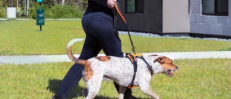 A person walking a dog on a leash in a grassy area with a building in the background.