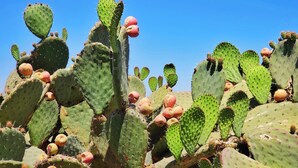 A close-up of a cactus with multiple pads and fruits. - Kimpton Virgilio Polanco by IHG (Mexico City)