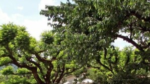 Un jardín con diversas plantas y una cerca de madera.