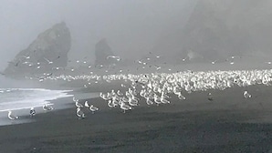 A beach with large rock formations and a flock of birds. - Explore Redwood National Park with Hot Tub, Wood Stove, and Fire Pit! (Orick)