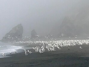 Vlak bij het strand, ligstoelen