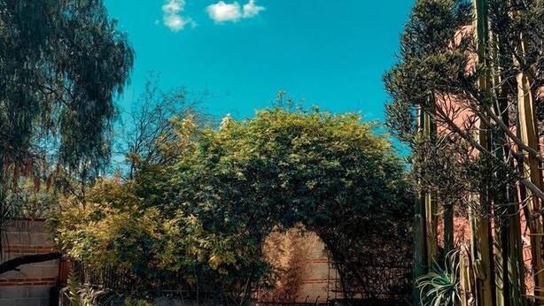 A courtyard with a stone pathway, a metal gate, and various potted plants. - CASONA DOS VIDAS (Tequisquiapan)