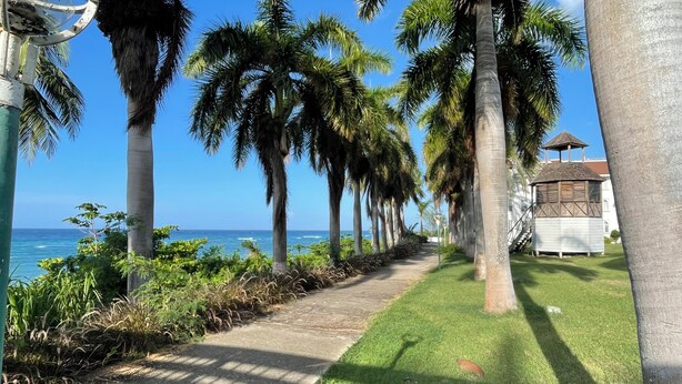 A pathway lined with palm trees leading to a beach, with a small building on the right.