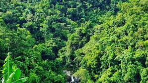 A dense forest with a waterfall. - Secluded Mountain Retreat w/ river @ Finca Remedio Eco Farm (Utuado)