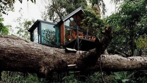 A treehouse with a glass enclosure and wooden interior, built on a large tree trunk. - Wilderness Treehouse Above a Stunning Waterfall (Tambon Pa Miang)