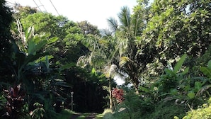 A narrow, unpaved road surrounded by lush greenery and tropical plants.