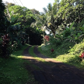 Un chemin étroit et non pavé, bordé d’une végétation luxuriante et de plantes tropicales.