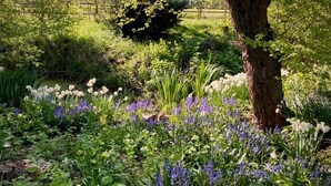 A garden with various plants and flowers, including white and purple blooms, and a large tree in the center. - The Studio, Ivy Lodge Barn, Hoo (Hoo)