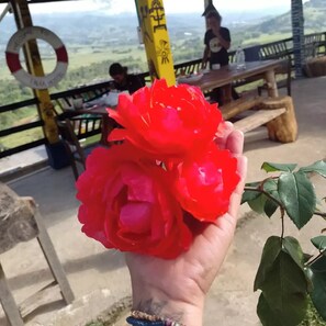 Jardí