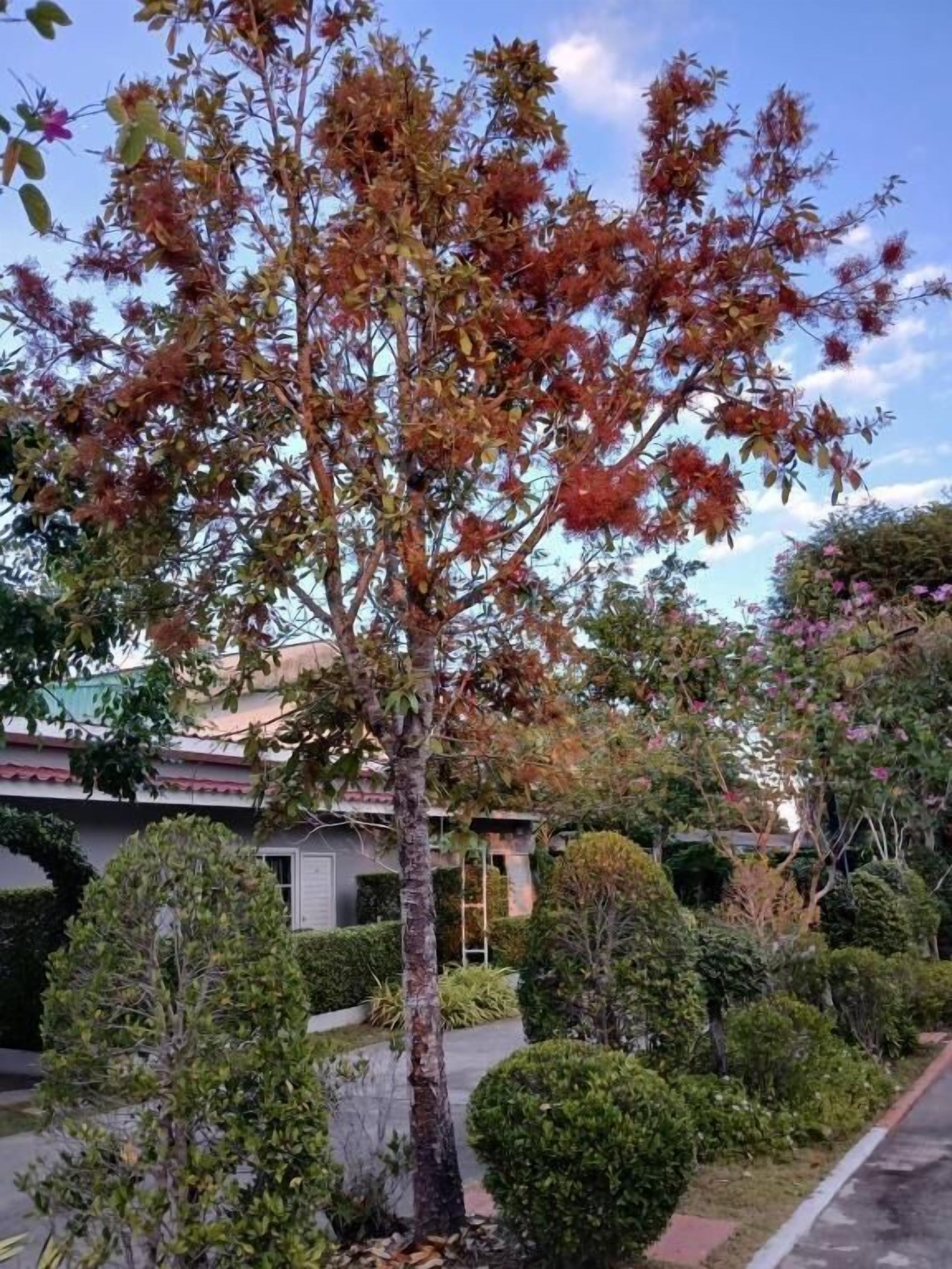 A tree with autumn foliage in a landscaped area with a paved path and trimmed bushes.