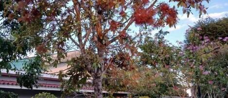 A tree with autumn foliage in a landscaped area with a paved path and trimmed bushes.