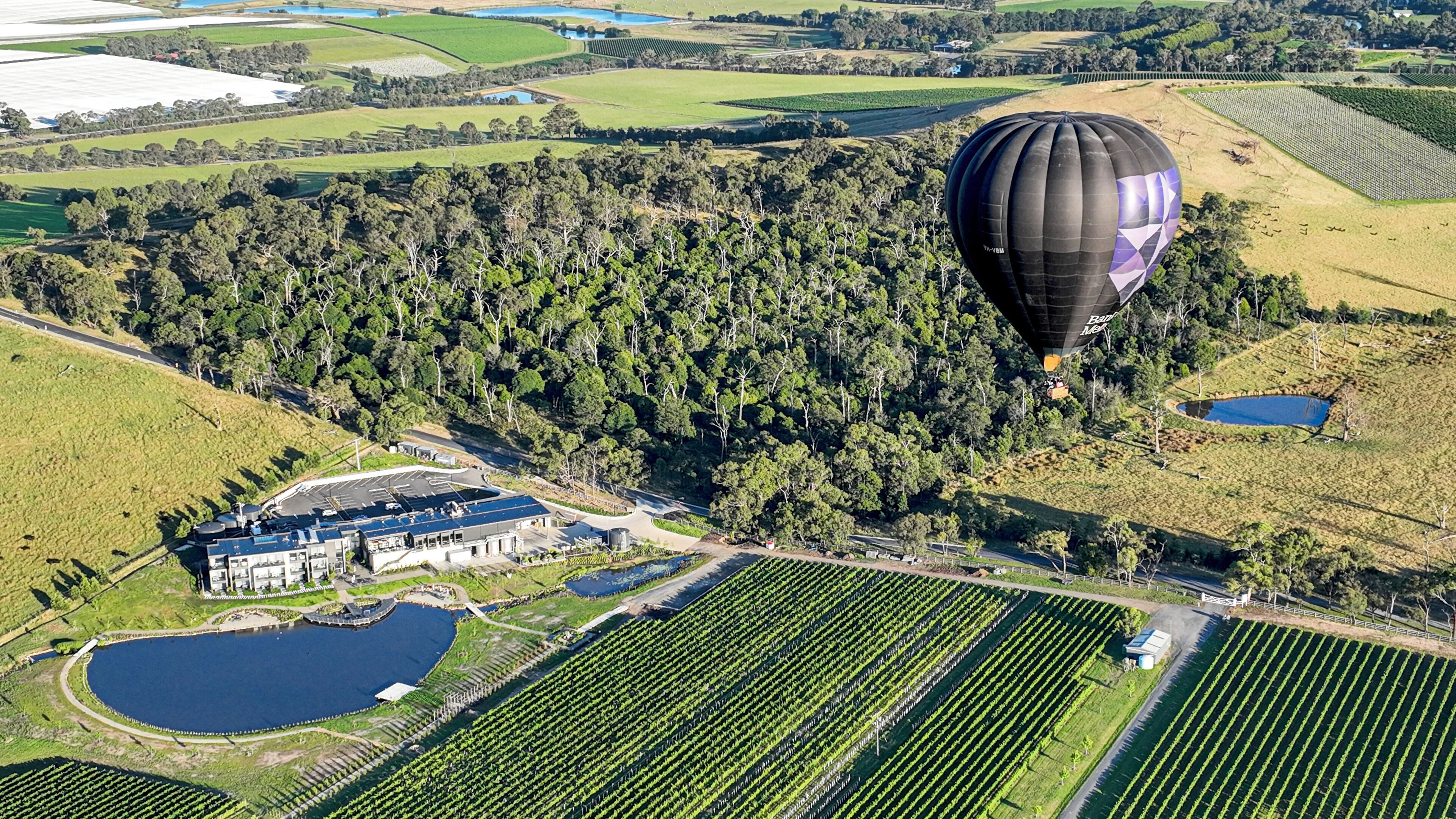 Vista aérea de un viñedo con hileras de vides, un edificio grande con estacionamiento y un globo aerostático en la distancia.