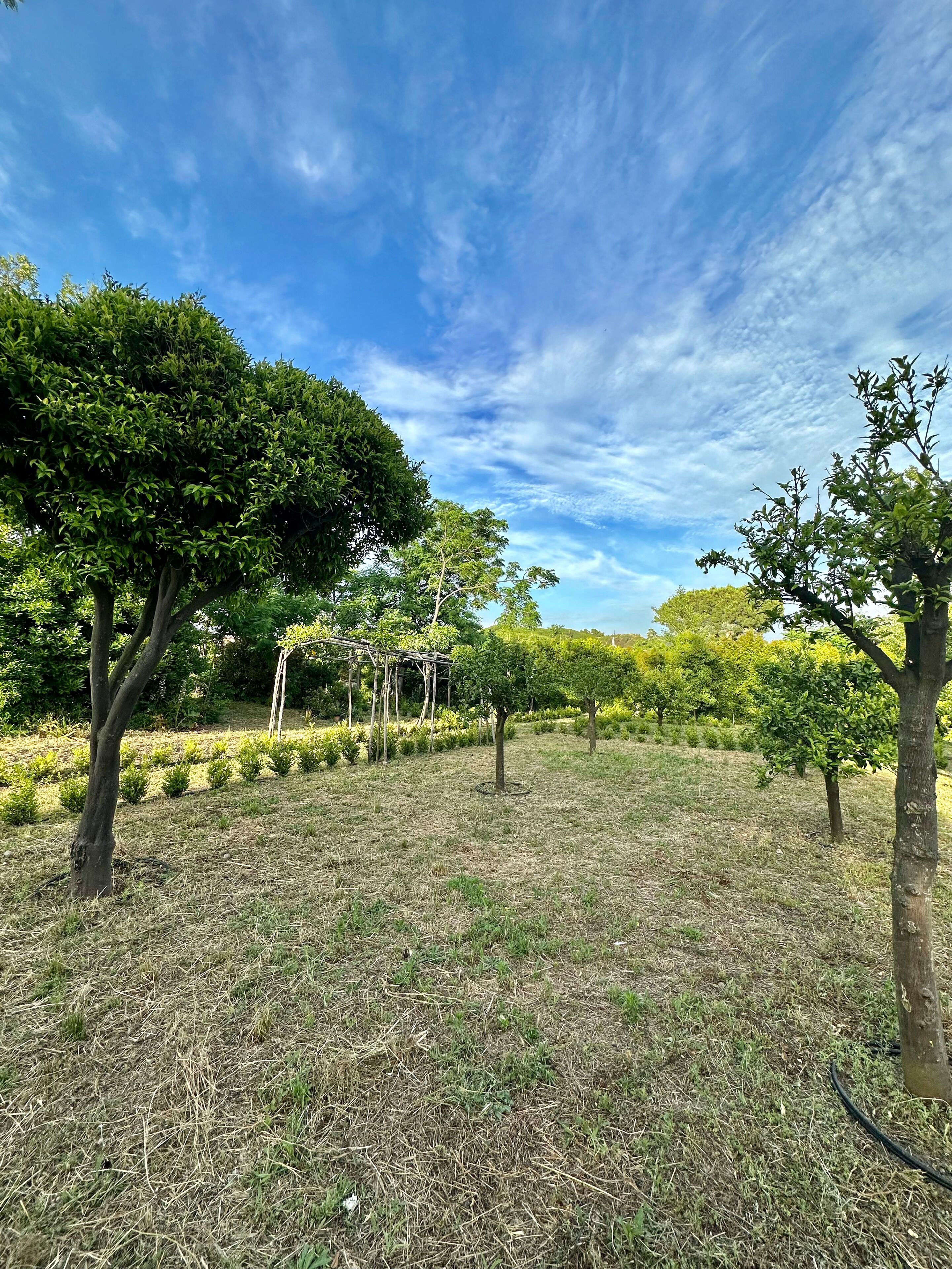 A garden with various trees and a pergola structure.